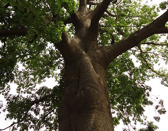 Photo of a tree in Senegal.