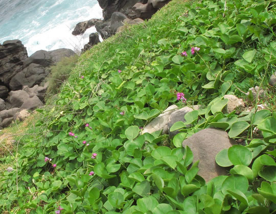 Plants along the Senegalese coastline.